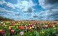 небо, природа, поле, тюльпаны