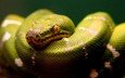 зелёный, змея, рептилия, пресмыкающиеся