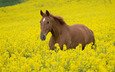 небо, цветы, лошадь, природа, растения, фото, животные, поле, лошади, кони, конь, желтые, жеребец