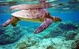 вода, черепаха, дно, кораллы