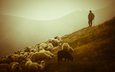 горы, фото, животные, пейзажи, красота, овцы, овчарка, овечки, пастырь, пастух