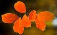 природа, дерево, листья, макро, осень, nature pictures, autumn wallpapers,  листья,     дерево