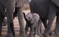 природа, животные, мама, малыш, слоны, слоненок, животно е, слоники