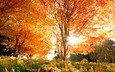 деревья, листья, осень, красивые, кленовые, осен