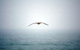 вода, полет, туман, крылья, чайка