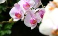цветы, макро, крым, орхидеи, cvety, krym, orxidei