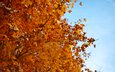 дерево, листья, осень, красный