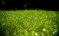 трава, зелень, газон