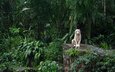 зоопарк, белый тигр, сингапур