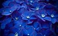 цветы, синий, лепестки, бутон, соцветие, гортензия
