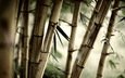 природа, листья, бамбук, стебли