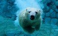 вода, белый медведь, медведь под водой