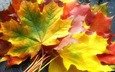 листья, настроение, осень, клен