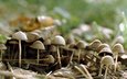 лес, грибы