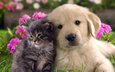 цветы, кошка, котенок, собака, щенок, друзья, лабрадор