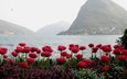 вода, горы, тюльпаны