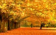 деревья, лес, листья, парк, листва, осень, листопад, деревь, autumn wallpapers,  листья