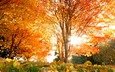 солнце, листья, осень, листопад