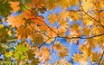 листья, ветки, вид, осень, желтые, снизу, autumn lifs