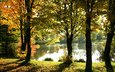 деревья, озеро, отражения, осень, забор, солнечный свет, золотая листва