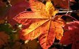 осень, лист, клен, кленовый лист, осенние листья