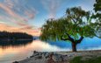 озеро, дерево, закат, новая зеландия