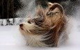 снег, мордочка, взгляд, собака, йоркширский терьер
