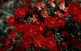 цветы, красная, хризантема