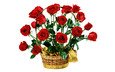 цветы, розы, красные, букет, белый фон, подарок