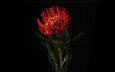 цветок, красный, черный фон, протея, белосемянник, леукоспермум