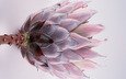 цветок, крупным планом, protea pincushion., encro vision, protea, протея, экзотка, протея артишоковая, protea pincushion