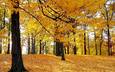 деревья, лес, листья, листва, осень