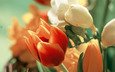 весна, букет, тюльпан