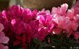 цветы, розовые, цикламены, цикламен