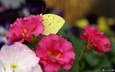 цветы, насекомое, лепестки, бабочка, крылья