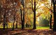 деревья, солнце, лес, листва, осень