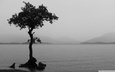 озеро, природа, дерево, пейзаж, туман, чёрно-белое