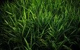 трава, зелень, цвет