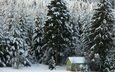 деревья, снег, лес, зима, домик, ели