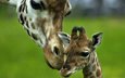 любовь, нежность, мама, забота, малыш, жираф, жирафы