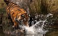 тигр, вода, брызги, лапа, охота