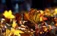 макро, листва, осень, много, осенние листья