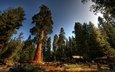 деревья, лес, стволы, домики, калифорния, sequoia national park, секвойи, секвойя, национальный парк секвойя, турбаза