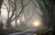 деревья, мрак, туман, осень, фары, таинственность