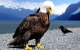 горы, природа, пляж, орел, птицы, хищник, ворон, белоголовый орлан