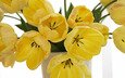цветы, лепестки, букет, тюльпаны, ваза, желтые