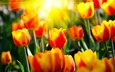 цветы, солнце, природа, фото, лучи, сад, весна, тюльпаны, парки, светл, весенние обои