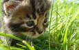 глаза, трава, кошка, взгляд