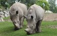 носорог, носороги