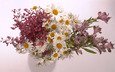 цветы, ромашки, букет, ваза, полевые цветы, композиция, альстромерия
